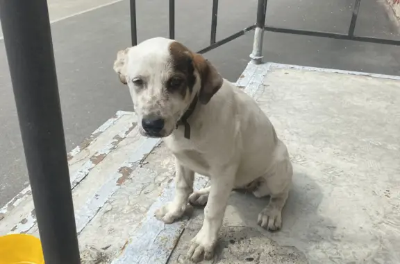 Собака найдена на Богоявленском переулке