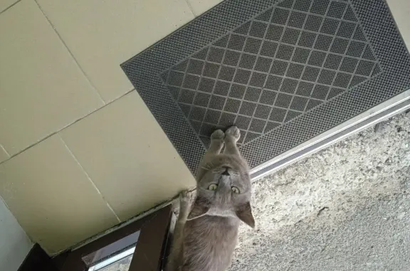 Найдена породистая кошка на ул. Димитрова, Ростов-на-Дону