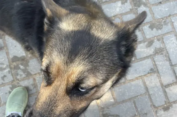 Собака с разными глазами ищет дом на Новоторжской улице в Твери