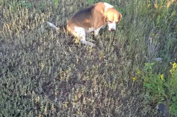 Найдена собака на выезде из Оренбурга, нужна помощь!