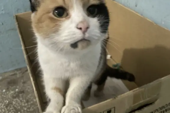 Найдена кошка Екатеринбург, ул. Сыромолотова 15