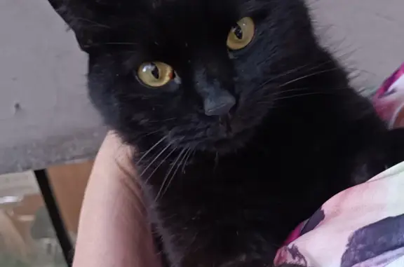 Найдена кошка, Москва, фото: Найден чёрный котик на Новослободской 50/1