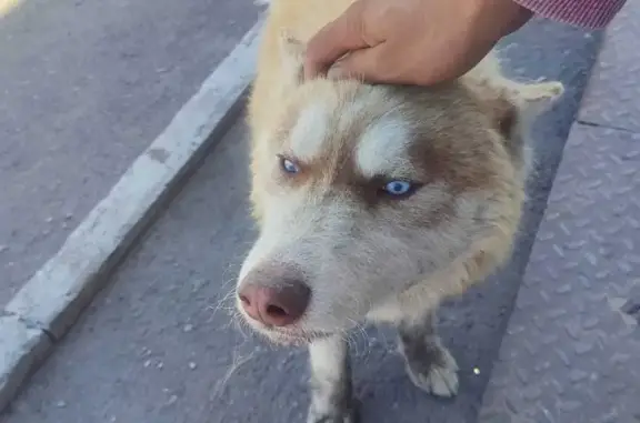 Найдена собака Мальчик около пятёрочки, Барабинск
