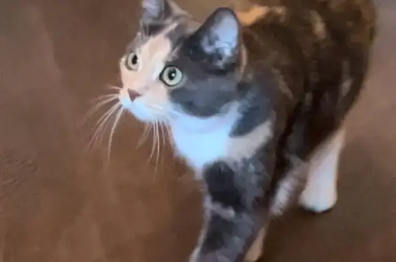 Кошки потеряшки, Санкт-Петербург, фото: Потеряшка кошка Кэсси, Наличная ул., 21, СПб