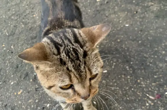 Найден кот на Магаданская 18, Казань