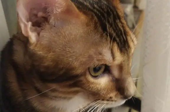 Кошки потеряшки, Москва, фото: Потеряшка кошка породы Бенгальский, адрес: 46Н-08884, Краснопахорское