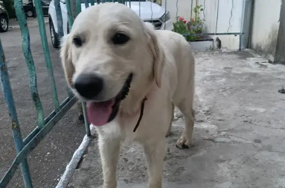 Собака похожа на лабрадора, ул. Бондаренко, 8, Туапсе