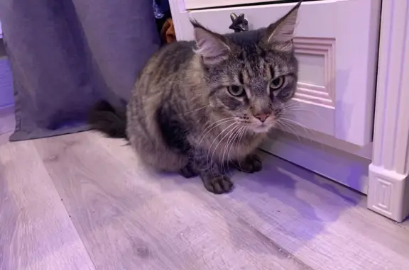 Найдена кошка Мэйнкун в Сестрорецке, СПб
