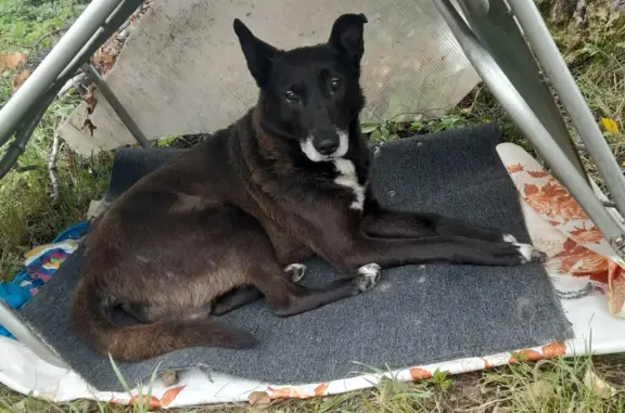 Найдена собака: Недалеко от станции Жажало, д. Новиково
