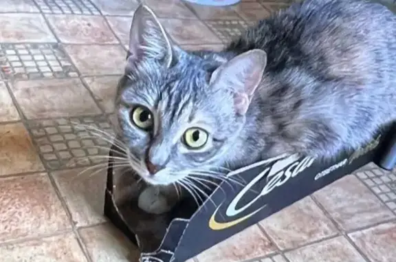 Потерянные животные Москва, фото: Пропала кошка ул. Трофимова, 6А, Москва