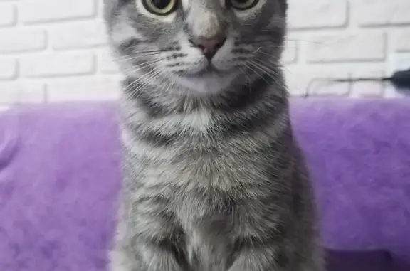 Найден маленький британский котик в Кохме, Ивановская область