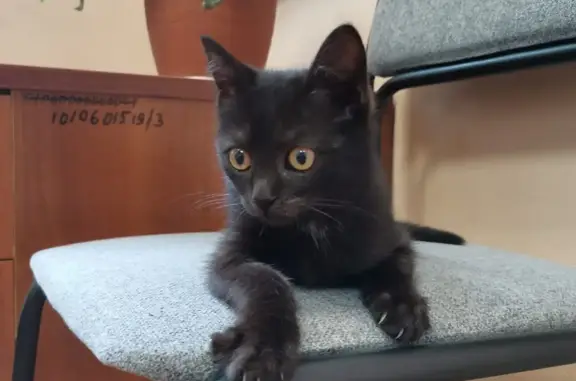 Найдена кошка Черный котенок, ул. Адмирала Лазарева, 11, Москва