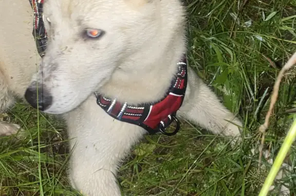 Собака Мальчик найдена в Москве, Сумской проезд, 27