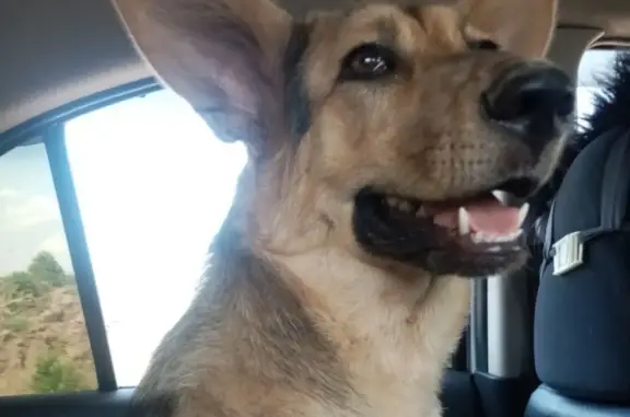 Пропала собака Герда в Хабаровском крае