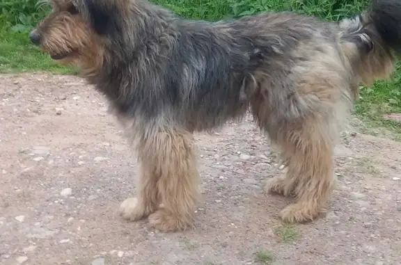 Найдена собака в СНТ, ищем хозяина. Московская область.