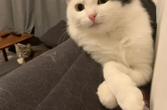 Кошки потеряшки, Москва, фото: Потеряшка кошка Маша, ул. Демьяна Бедного, 4, Москва