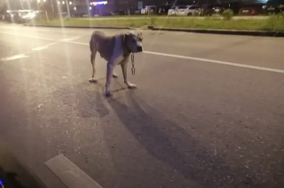 Собака гуляет на ул. Миначева, 25, Чебоксары