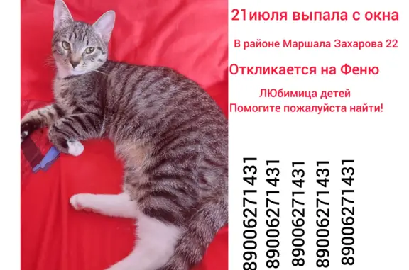 Кошки потеряшки, Санкт-Петербург, фото: Потеряшка кошка Феня, ул. Маршала Захарова, 22 к2, СПб