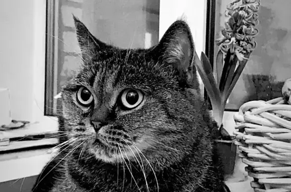 Пропала кошка Котик, ул. Курчатова, 18, Дубна