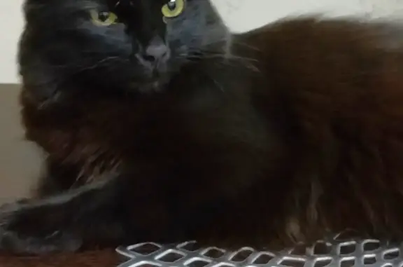 Пропала кошка: черный кот Муха, 9-й мкр-н, Липецк