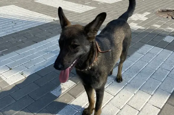 Найдена собака Герда на Дачной улице, 264А, Шахты
