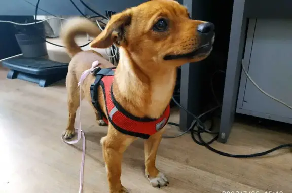 Найдена собака: рыжий карликовый пинчер, ул. Карла Маркса 7, Иркутск