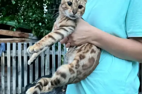 Найдена бенгальская кошка в Красноярске