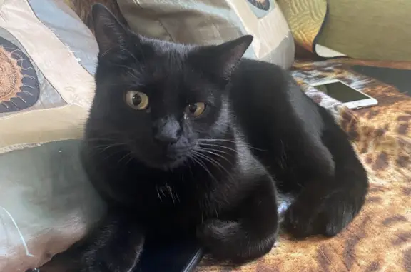 Кошки потеряшки, Москва, фото: Потеряшка черная кошка Мальчик, 2 года, ул. Лихоборские Бугры, 6, Москва
