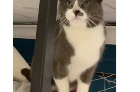 Кошки потеряшки, Москва, фото: Потеряшка кошка Кот Йосик, Сокольники, Москва