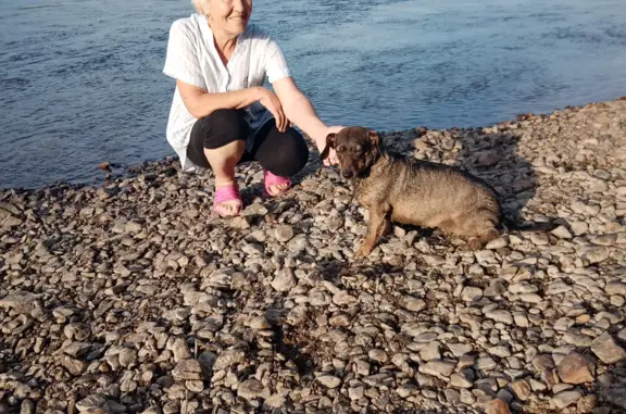 Собаки потеряшки, Чита, фото: Потеряшка такса, ул. Токмакова 31, Чита