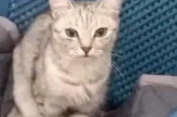 Пропала кошка Кошечка в Электрогорске