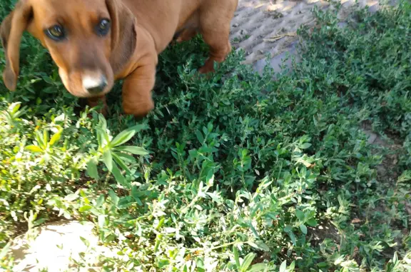 Собака найдена в Элисте, Калмыкия
