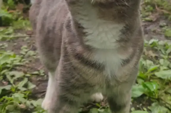 Найдена кошка, Москва, фото: Найдена кошка Москва. Котик ищет дом на ул. Юннатов