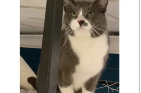 Кошки потеряшки, Москва, фото: Потеряшка кошка Йосиф в Сокольниках, Москва