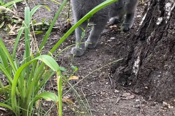 Найден котенок в Саранске, нужен репост