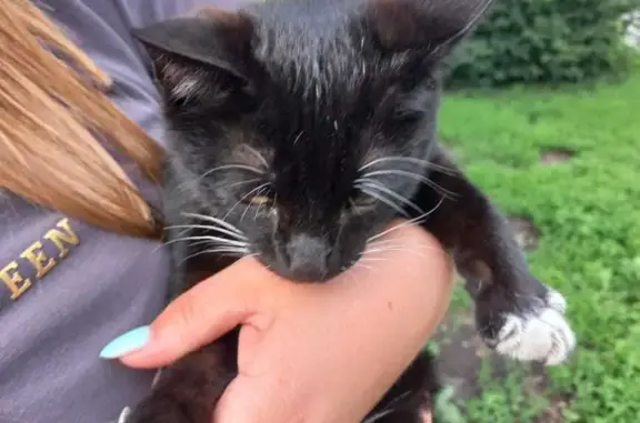 Найдена кошка на Тушинской ул., 74