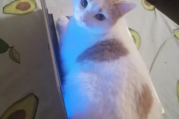 Потерянные животные Тамбов, фото: Пропала бело-рыжая кошка, адрес: 1-й Авиационный проезд, 112, Тамбов