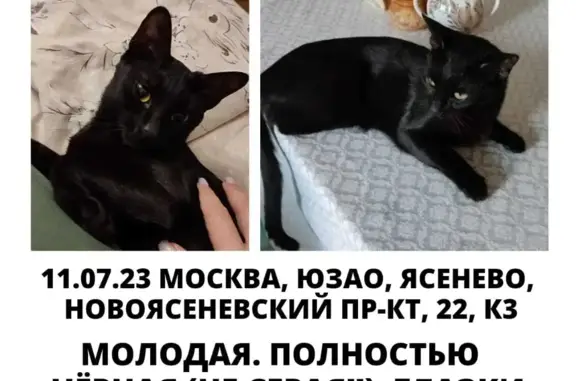 Пропала кошка! Ясенево, Новоясеневский пр-кт 22к3