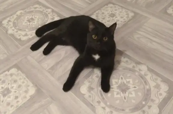 Кошки потеряшки, Новосибирск, фото: Потеряшка кошка Тима, ул. Немировича-Данченко, 24/3, Новосибирск