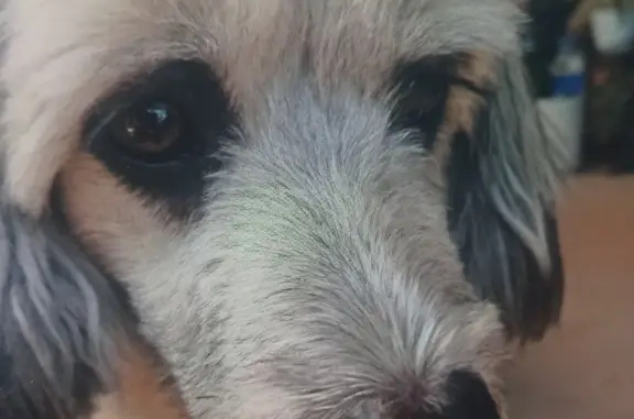 Пропала собака Мальчик в районе с/т Автомобилист, Краснодарский край