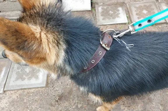 Собака Кобель найдена в Еганово, Московская область