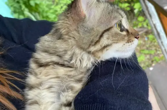 Найдена кошка без ошейника в районе СНТ 