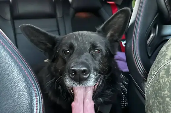 Найдена собака, Санкт-Петербург, фото: Собака Метис, черный окрас, ул. Савушкина, СПб