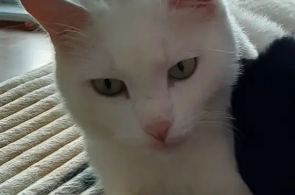 Пропал кот, белый, зеленые глаза, Парковый пер. 31