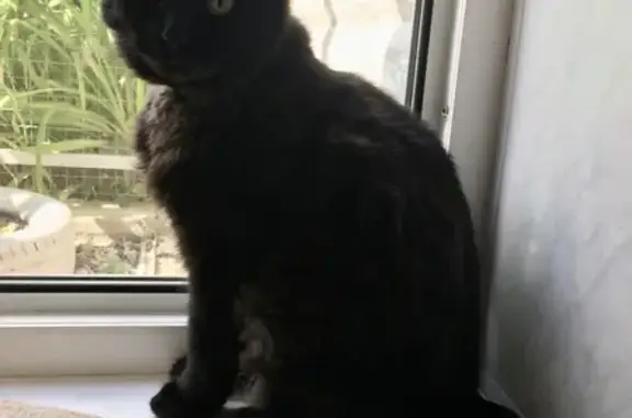 Кошки потеряшки, Таганрог, фото: Потеряшка кошка Руди, Тургеневский переулок, 68, Таганрог