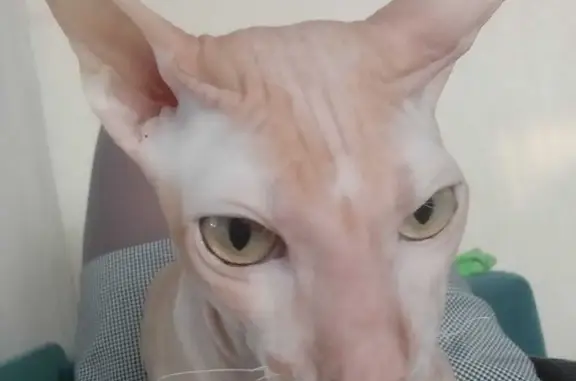 Потерянные животные Красноярск, фото: Пропала кошка Сфинкс, адрес: ул. Алёши Тимошенкова, 181