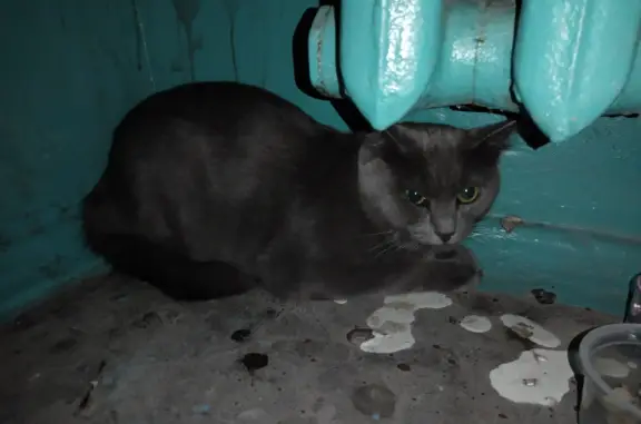 Кошка Серый кот/кошка, глаза зелёные, Севастопольская ул. 7, Тюмень