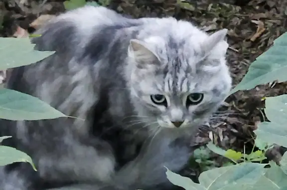 Найдена кошка: молодая, домашняя, ул. Щорса, 132, Екатеринбург