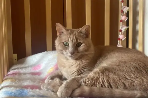 Потерянные животные Санкт-Петербург, фото: Пропала кошка Брукс, Сампсониевский пр-т 70, СПб