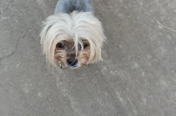 Найдена собака Йорк в Пензе